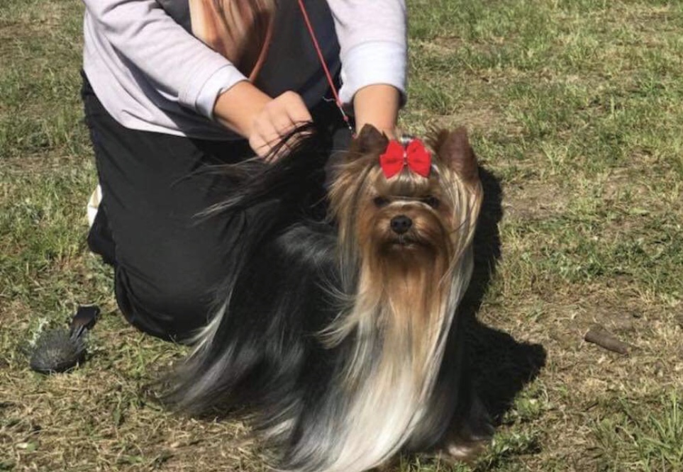 Kristly Dominik — Labaza DogPedigree YorkshireTerrier