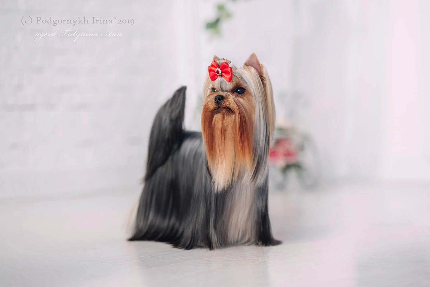  CRAZY PARADISE BOGEMA BRIGHT — Labaza DogPedigree YorkshireTerrier