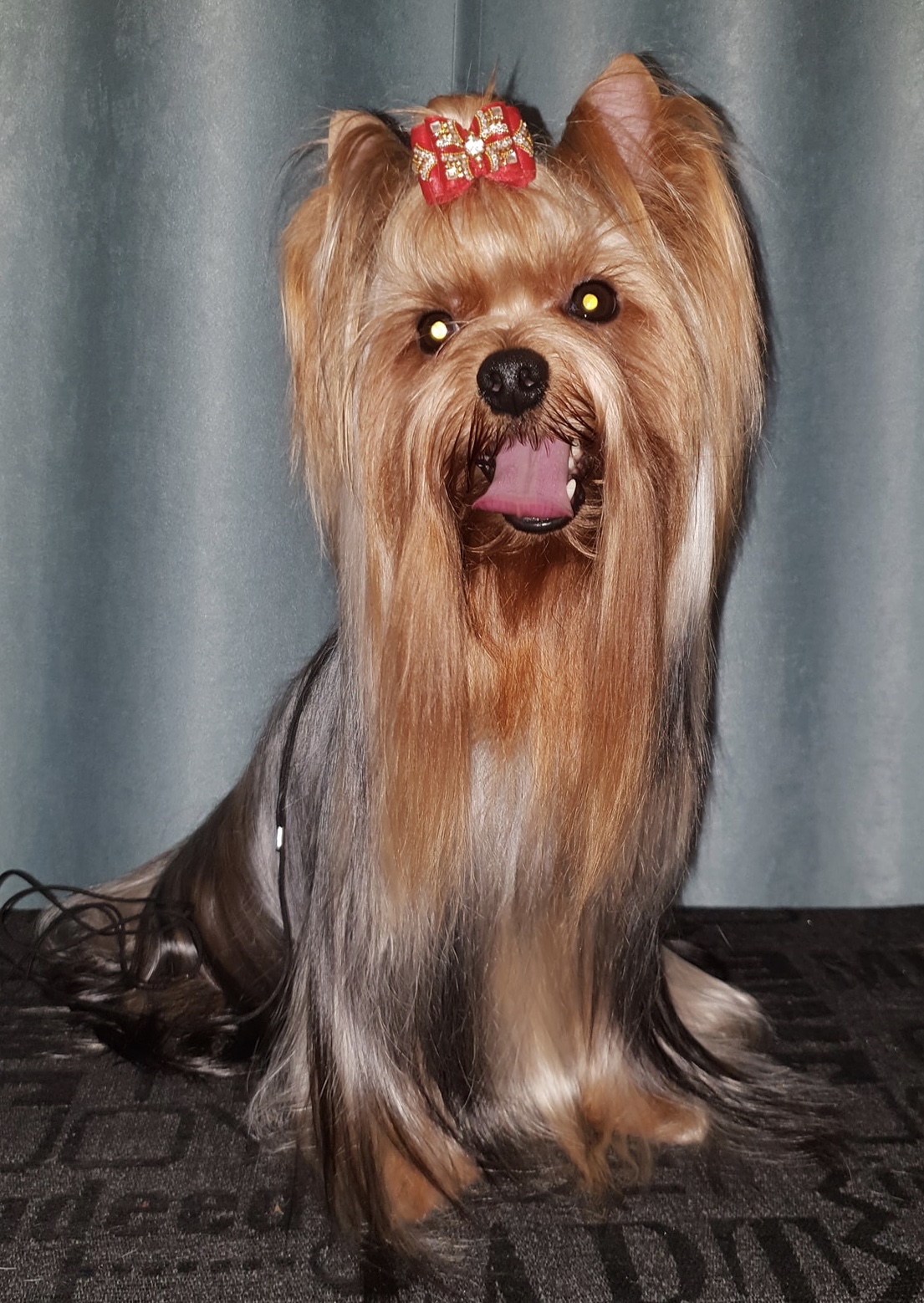 SILVER FLAME KNIGHT RIDER — Labaza DogPedigree YorkshireTerrier