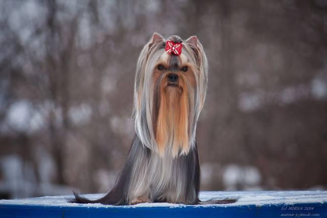  Q Dover Castle — Labaza DogPedigree YorkshireTerrier