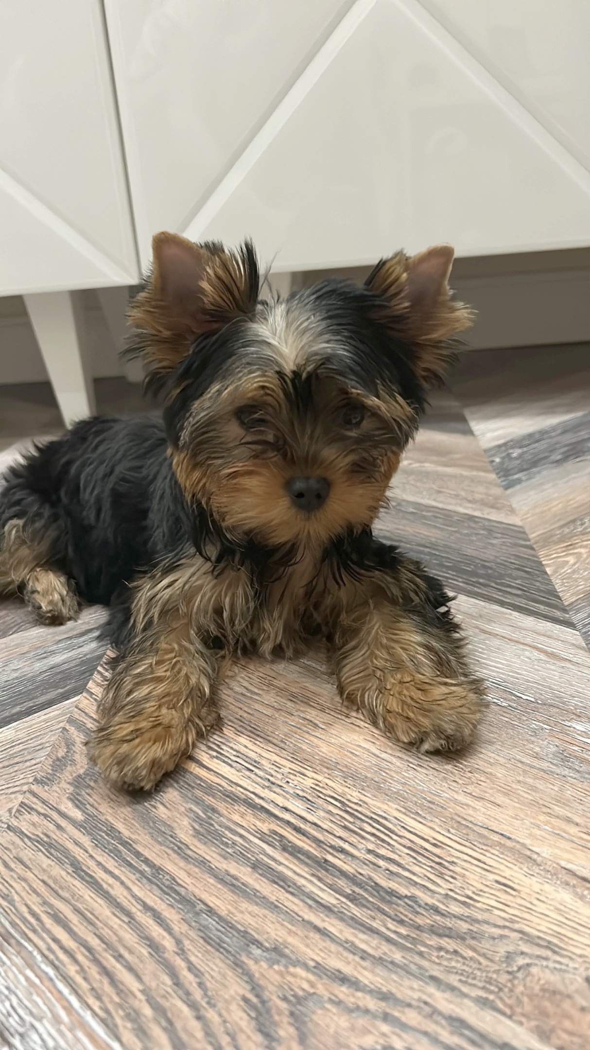  BUNNY BELL UNA — Labaza DogPedigree YorkshireTerrier