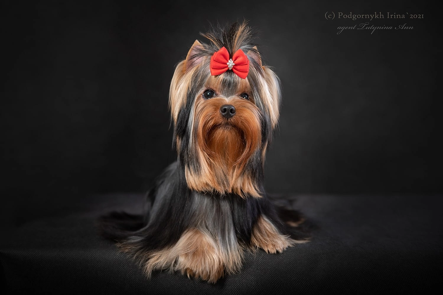 MOY SHEDEVR MAYBACH — Labaza DogPedigree YorkshireTerrier