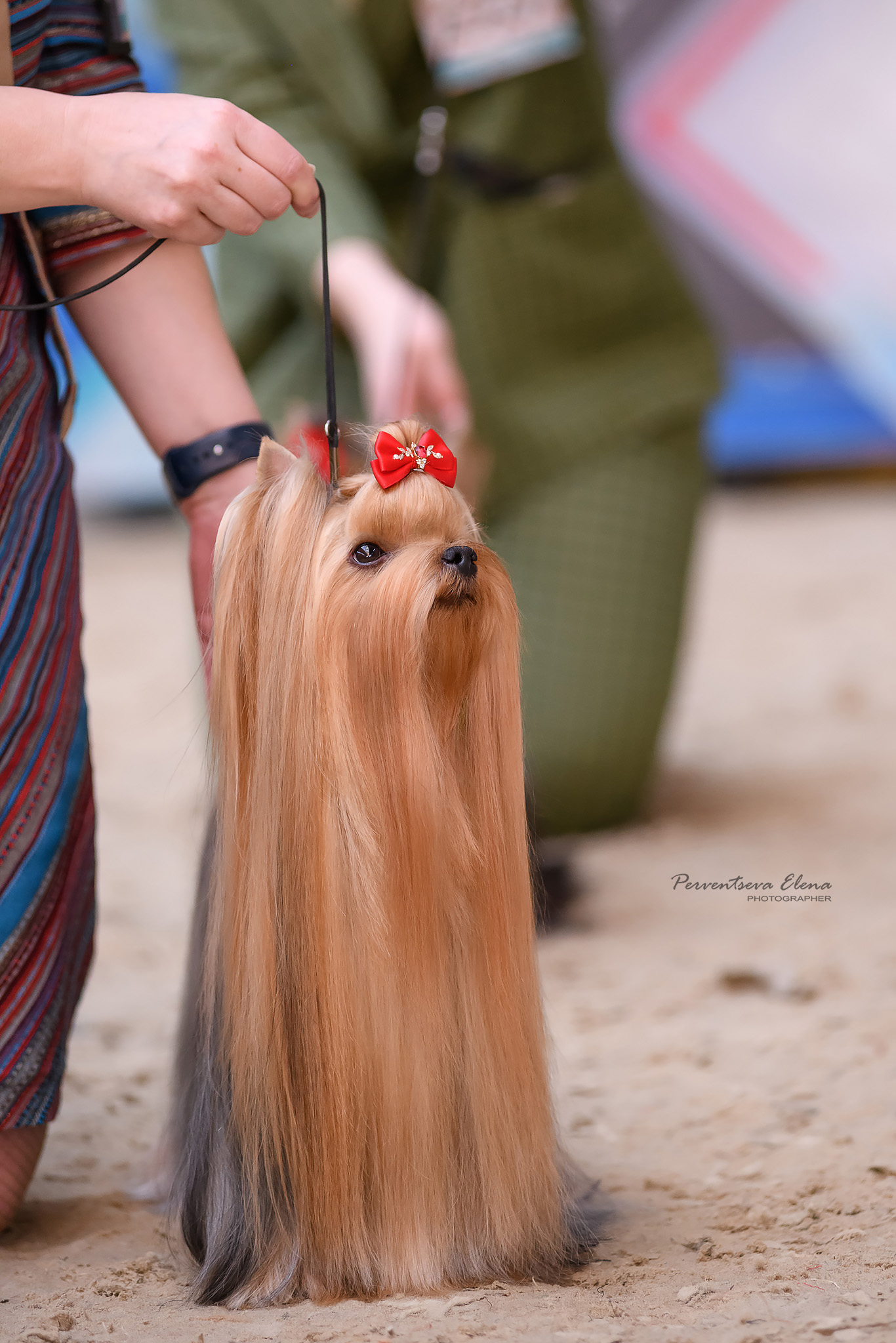 VICTORY HUNTER CARTIER FLEUR — Labaza DogPedigree YorkshireTerrier