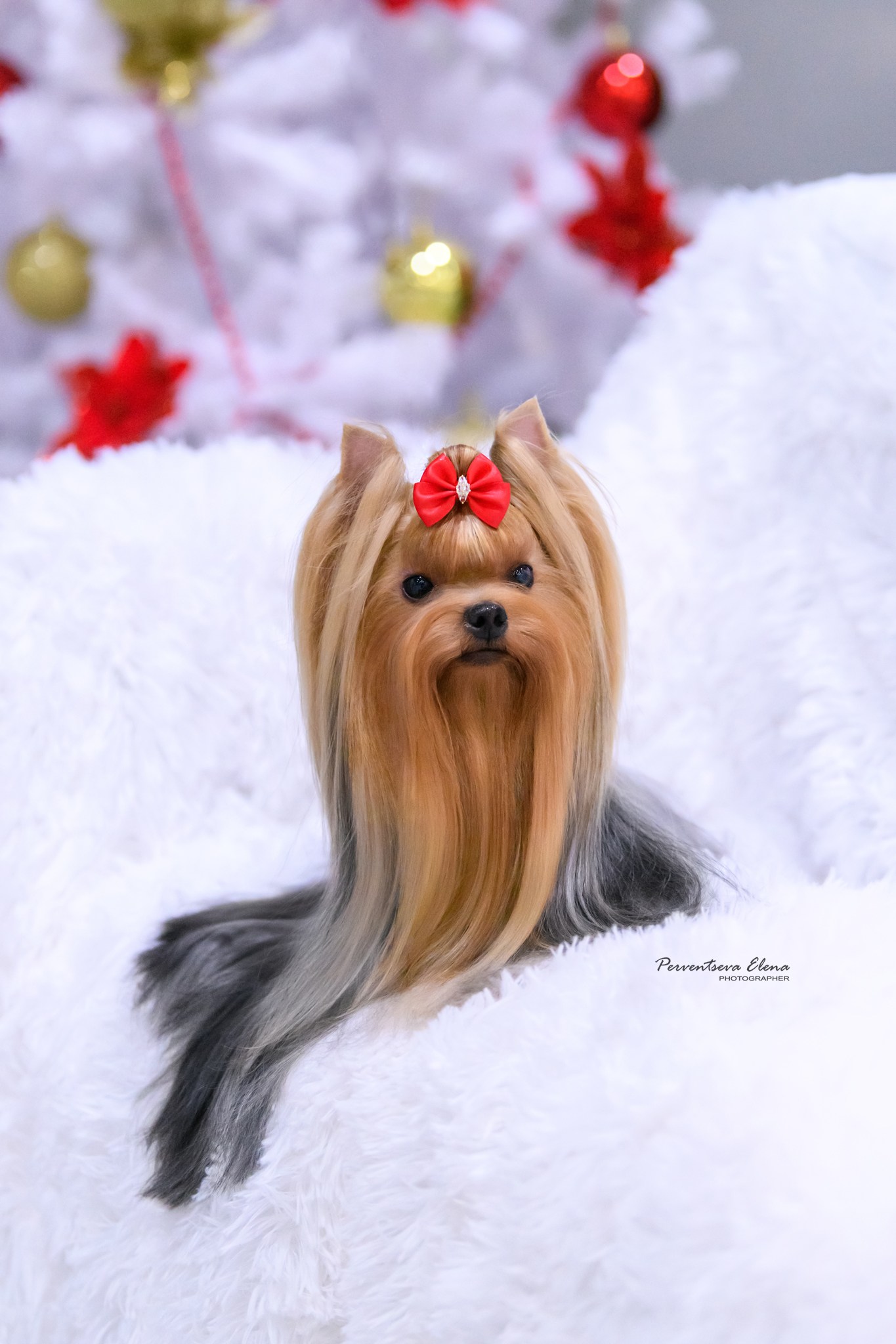 AGATA ALL I WANT — Labaza DogPedigree YorkshireTerrier