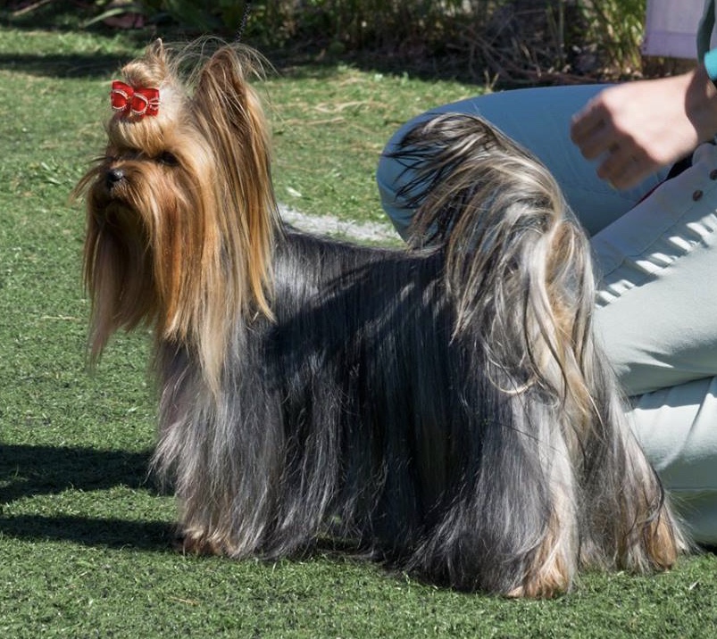 Silver flame SILVER FLAME DOUBLE FLASH — Labaza DogPedigree YorkshireTerrier