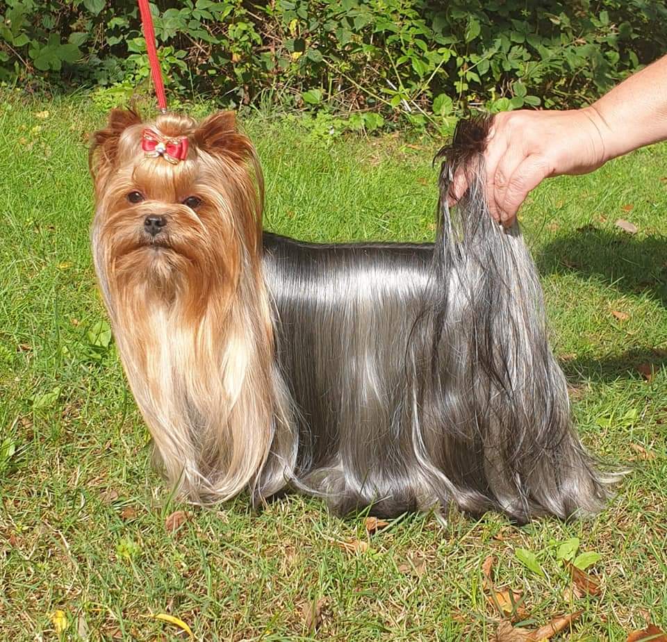 Zue Doggy-Booms Pearly Hot Baubles — Labaza DogPedigree YorkshireTerrier