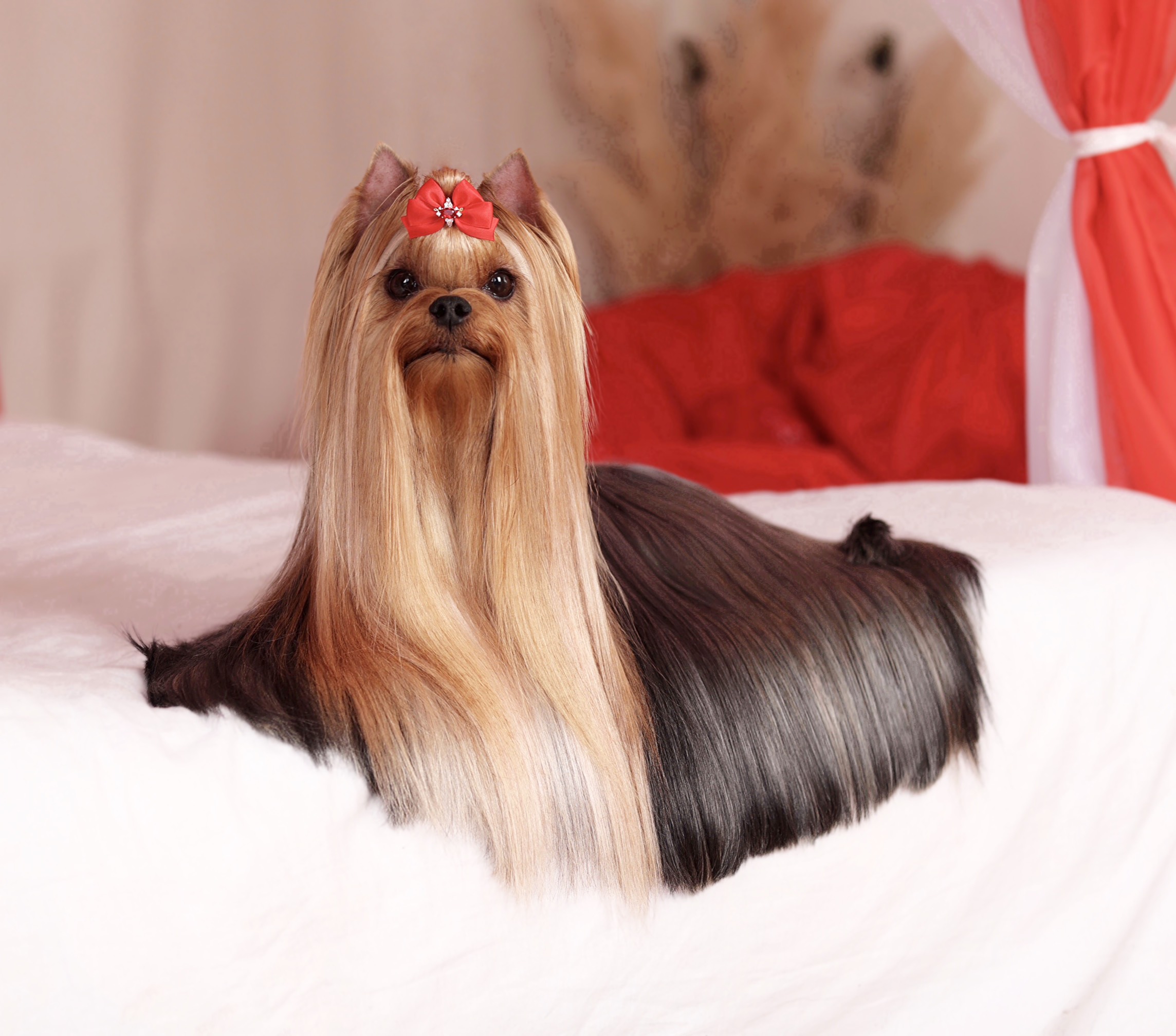 LIFE IMAGE HEMSVORD ROCK N ROLL — Labaza DogPedigree YorkshireTerrier