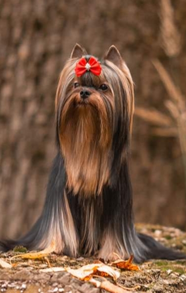  TRAVOLTAN HARLEI — Labaza DogPedigree YorkshireTerrier