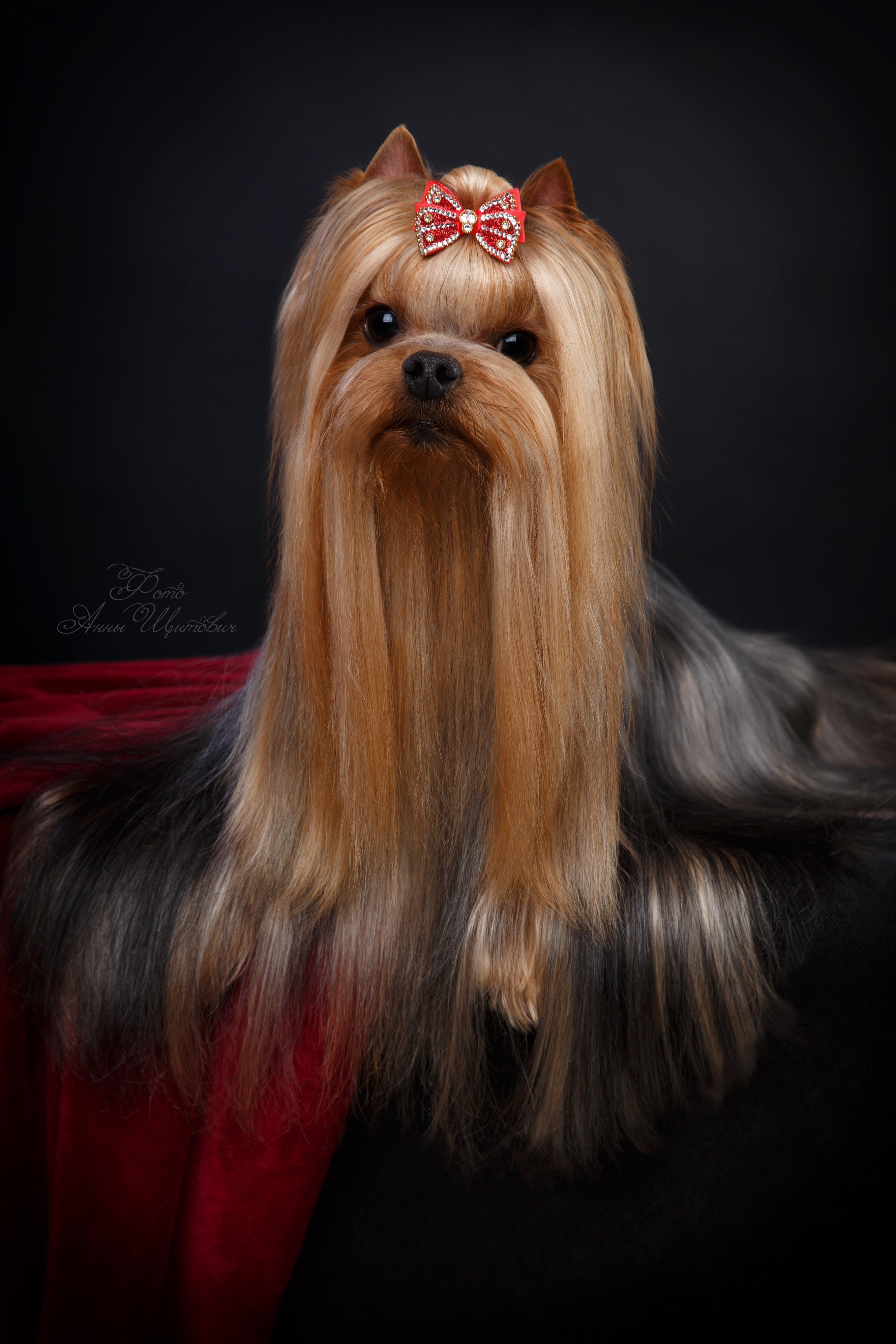  INGRUS FON BARON — Labaza DogPedigree YorkshireTerrier