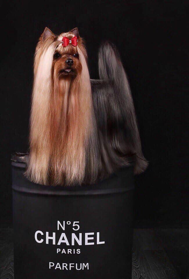 ROYAL BUTIQUE ARAMIS — Labaza DogPedigree YorkshireTerrier