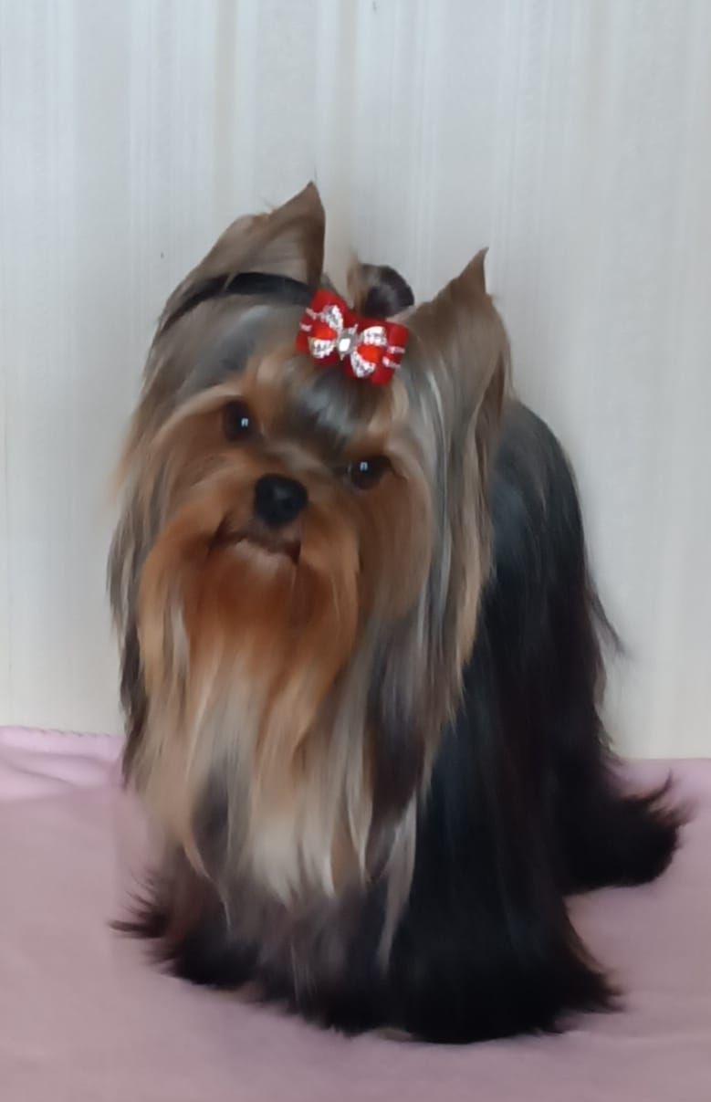 Royal Boutique Yan Mishel — Labaza DogPedigree YorkshireTerrier