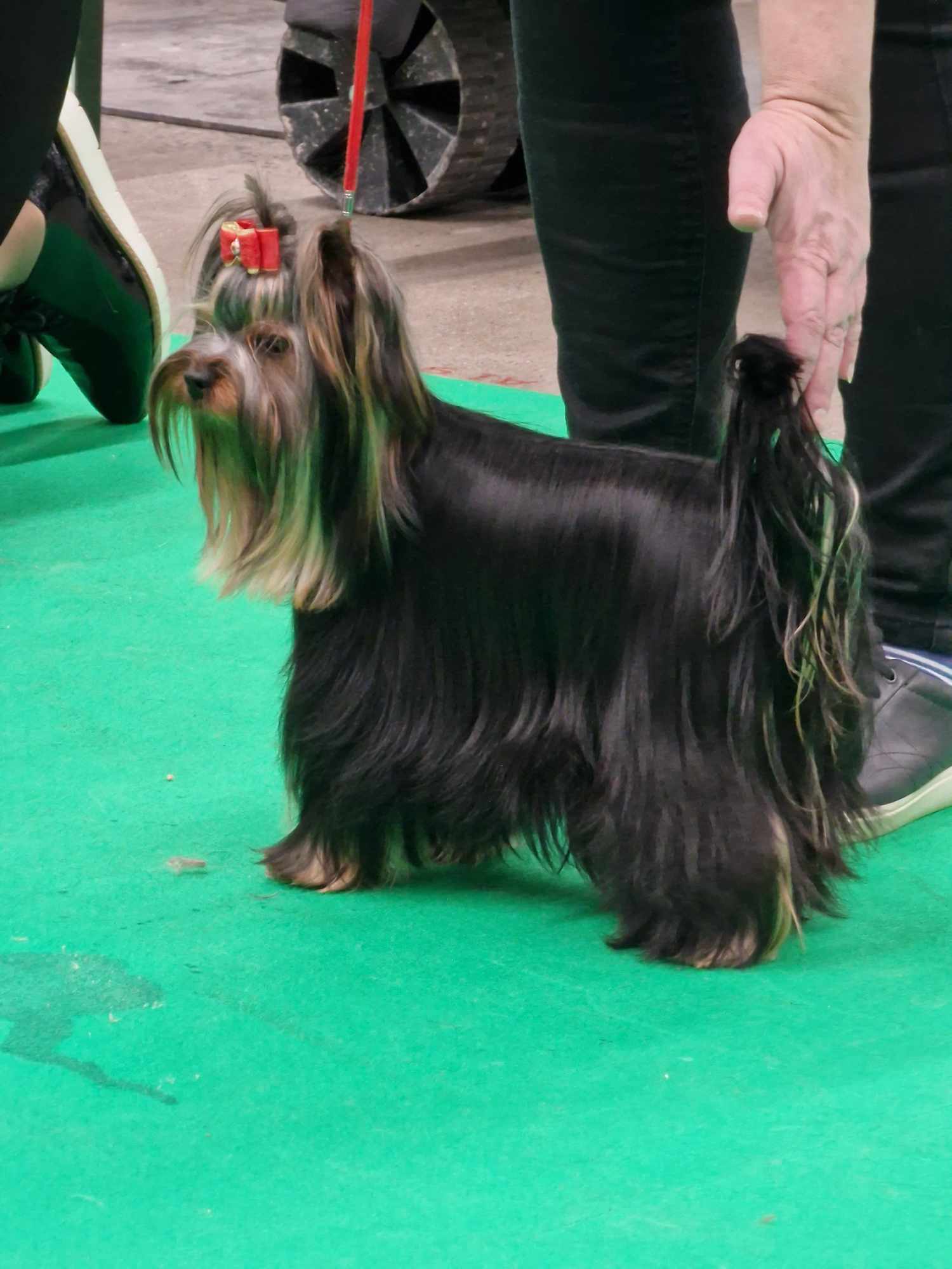 Zue Doggy-Booms Dazzling Hot Smile — Labaza DogPedigree YorkshireTerrier