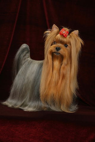 BRILLIANT ELIZAVETY KROKHOTNY KRISTALL — Labaza DogPedigree YorkshireTerrier