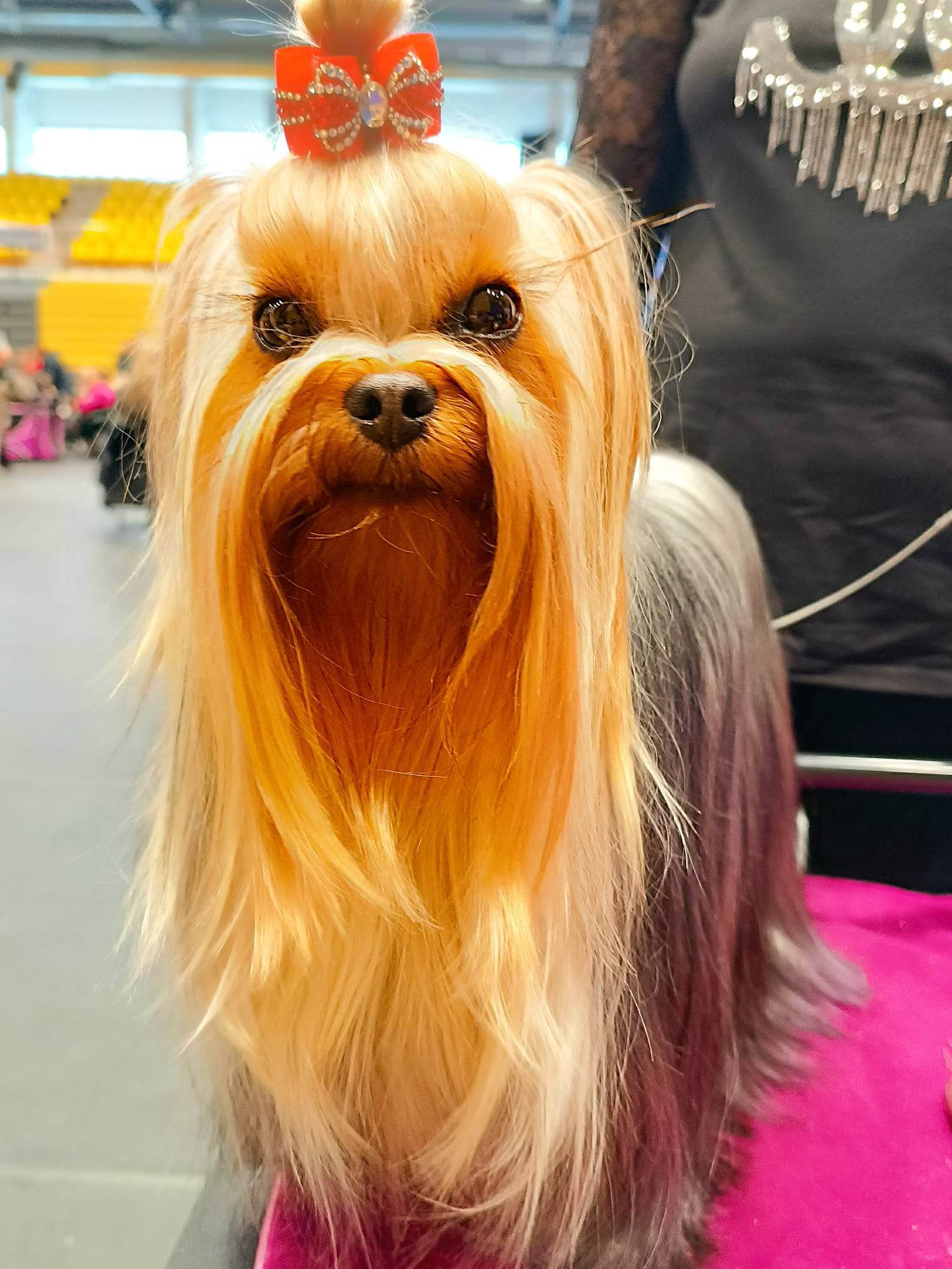 Sea Peapl Francesco — Labaza DogPedigree YorkshireTerrier