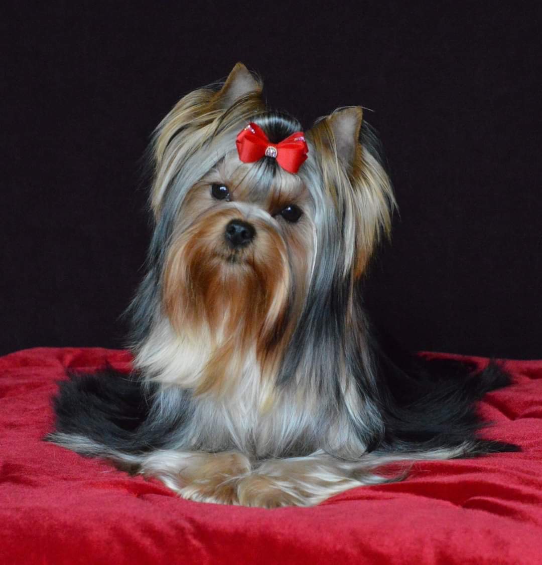  Moy Ideal Bel'Canto Victory — Labaza DogPedigree YorkshireTerrier