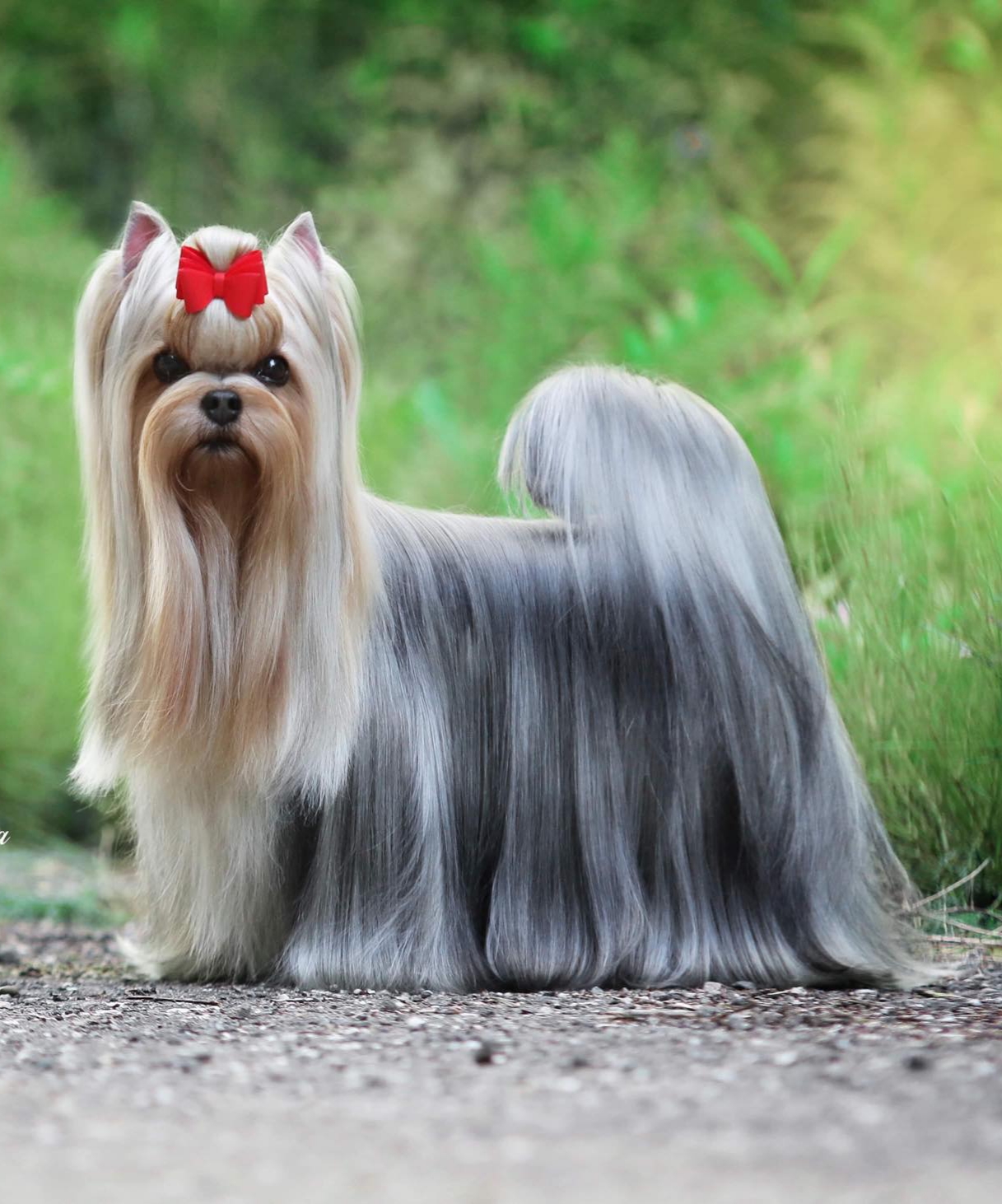 Exclusive Luxury Bohemia — Labaza DogPedigree YorkshireTerrier