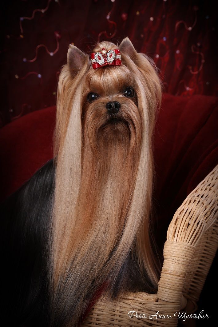  Magic Silk Wonderful — Labaza DogPedigree YorkshireTerrier