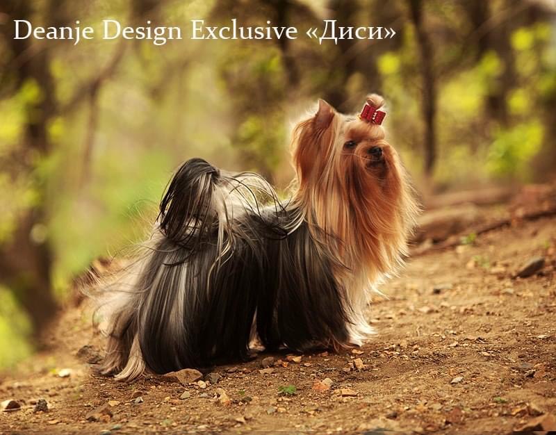 Deanje Design Exclusive — Labaza DogPedigree YorkshireTerrier