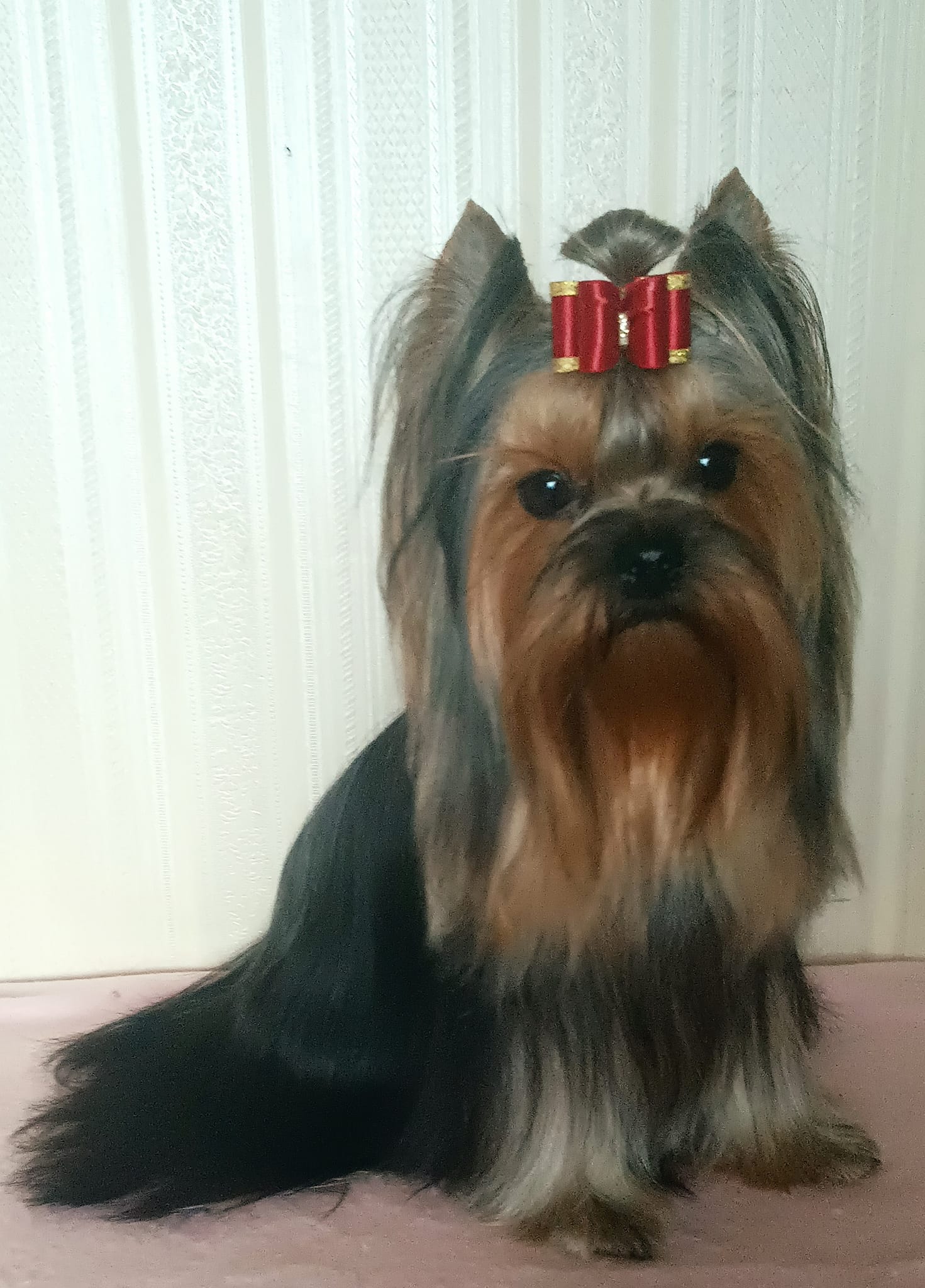 Sea Peapl Olivia — Labaza DogPedigree YorkshireTerrier