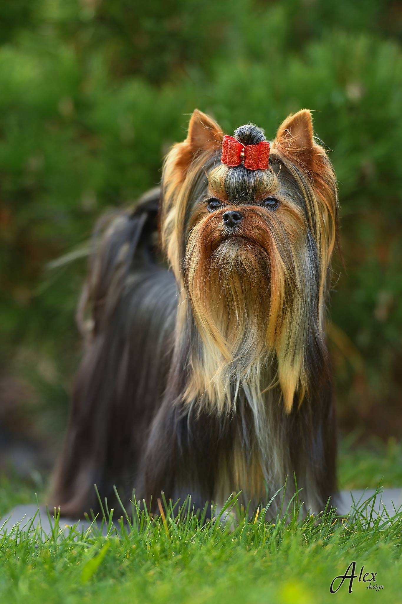 One And Only Sharm De Lux — Labaza DogPedigree YorkshireTerrier