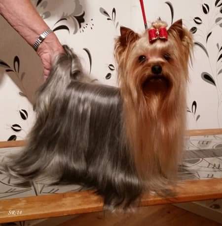 Zue Doggy-Booms Debut Pour La Belle — Labaza DogPedigree YorkshireTerrier