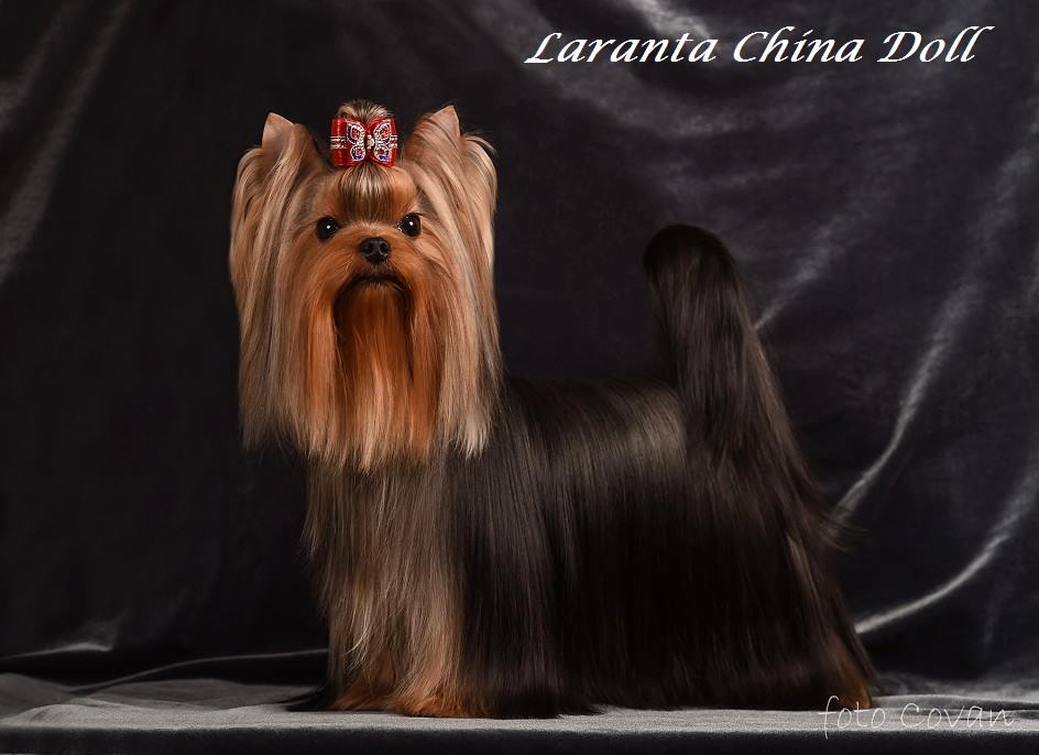 Laranta Laranta China Doll — Labaza DogPedigree YorkshireTerrier