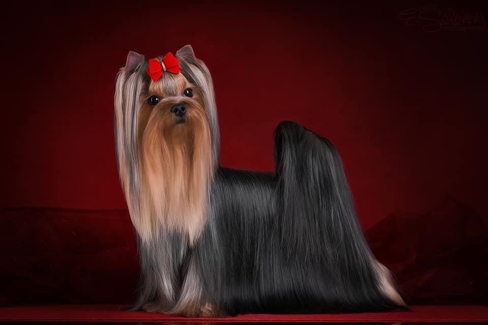  SHARMNATAN’S TENDER ROMANCE — Labaza DogPedigree YorkshireTerrier