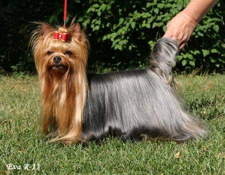 Belle France Du Gue De L'Adour — Labaza DogPedigree YorkshireTerrier