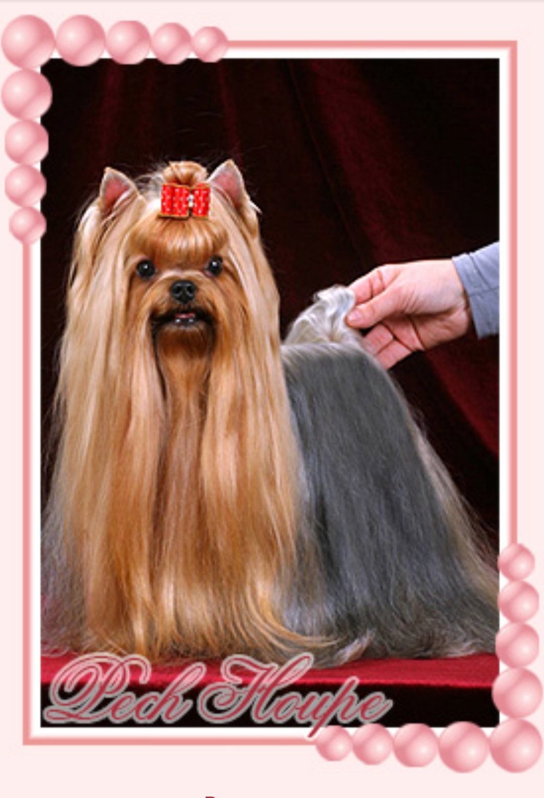 PECH HOUP — Labaza DogPedigree YorkshireTerrier