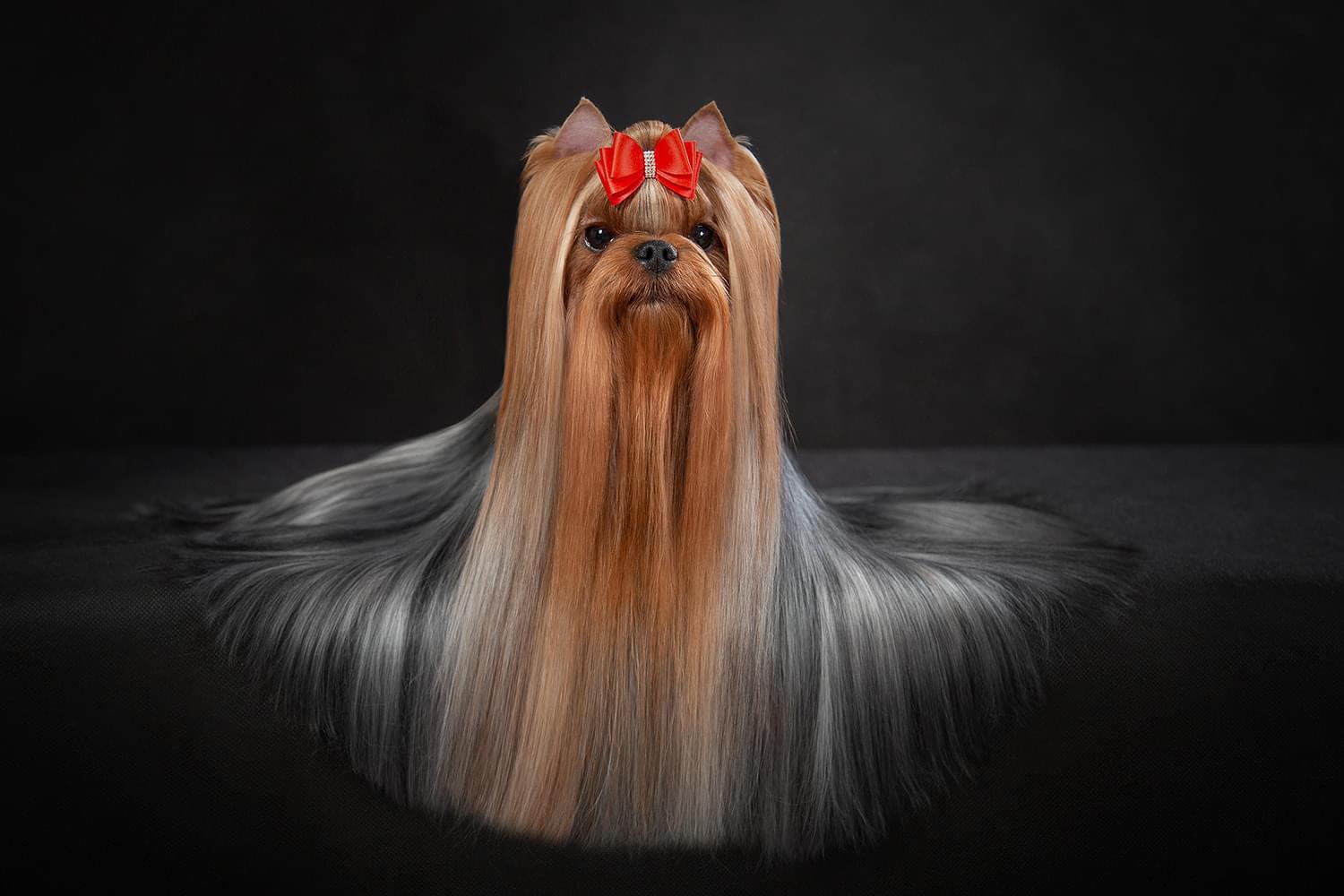 Favourite Winners Exotica — Labaza DogPedigree YorkshireTerrier