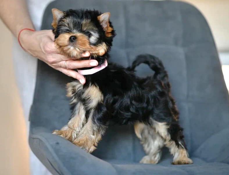 EXCELLENCE ABSOLUTE BARBIE — Labaza DogPedigree YorkshireTerrier