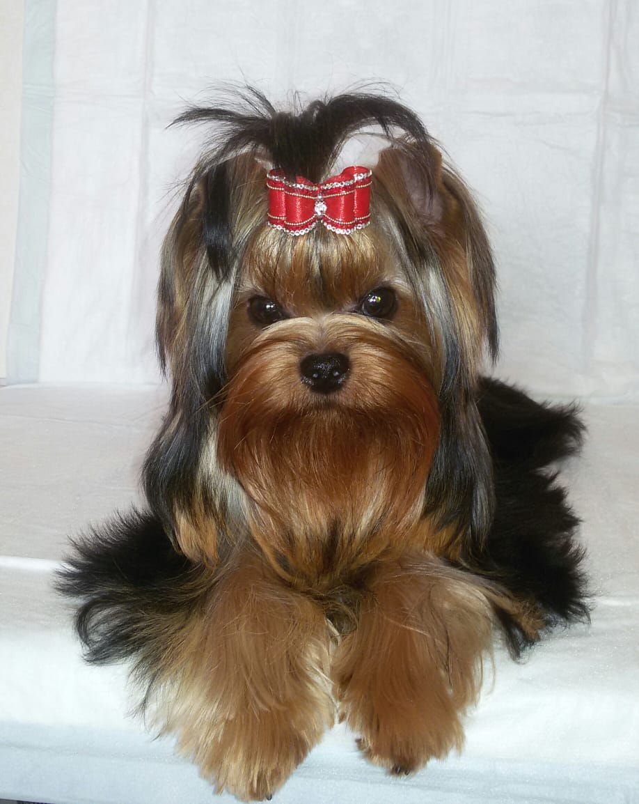  Pearl of Wellary Collection — Labaza DogPedigree YorkshireTerrier
