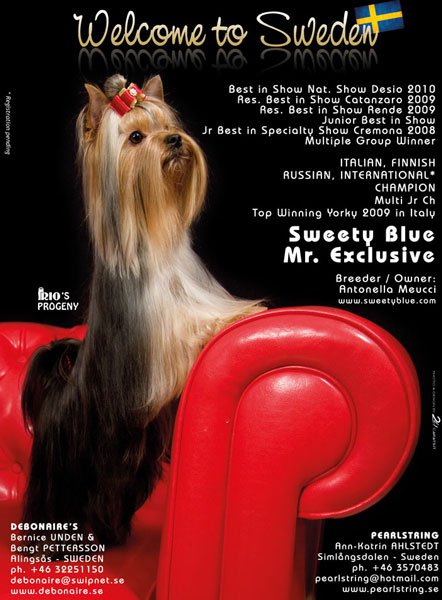  SWEETY BLUE MR. EXECLUSIVE — Labaza DogPedigree YorkshireTerrier