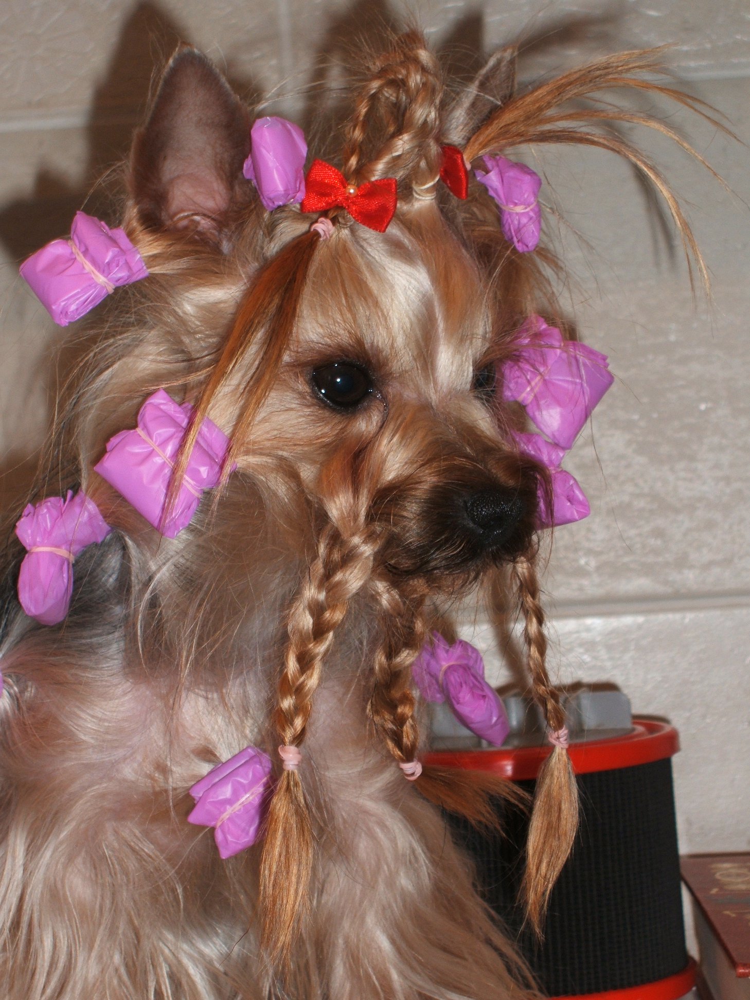  Naomi — Labaza DogPedigree YorkshireTerrier