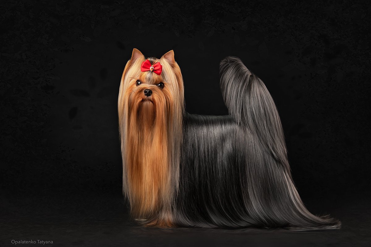  GLUCOSUM DE LAVER STYLE — Labaza DogPedigree YorkshireTerrier