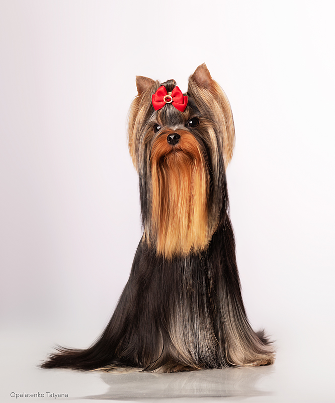  LOVERBOY DE LAVER STYLE — Labaza DogPedigree YorkshireTerrier