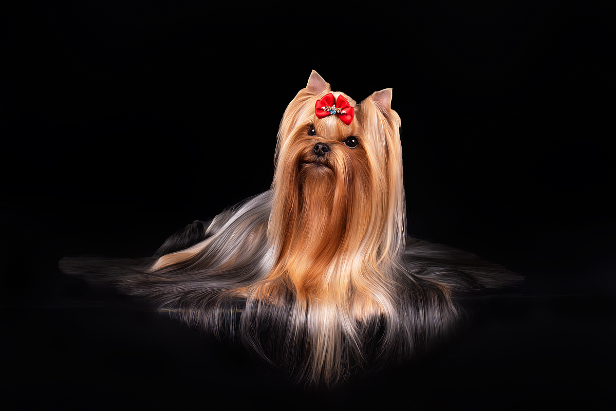  Jedi Sanse Kitana — Labaza DogPedigree YorkshireTerrier