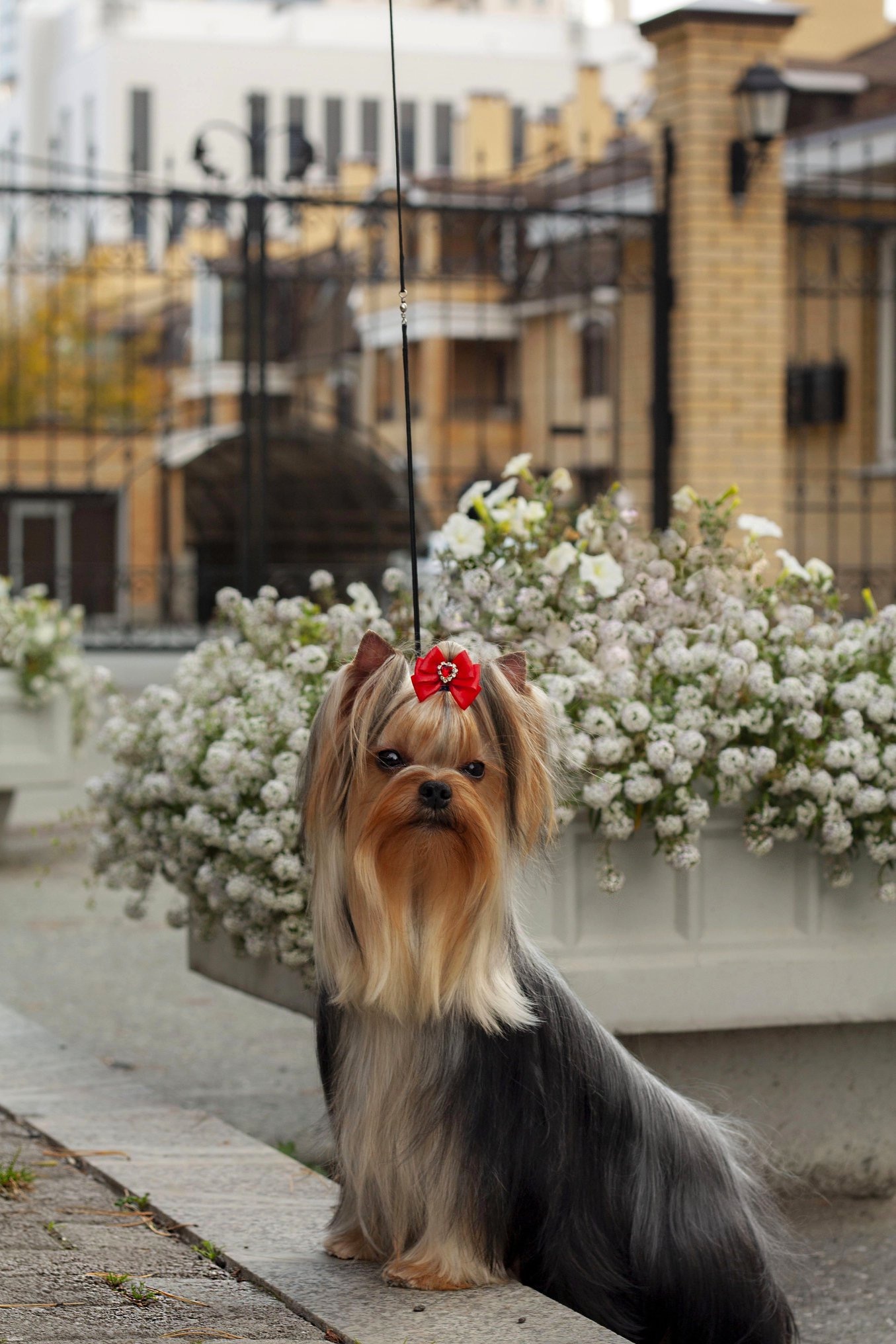 Olgaselyanina — Labaza DogPedigree YorkshireTerrier