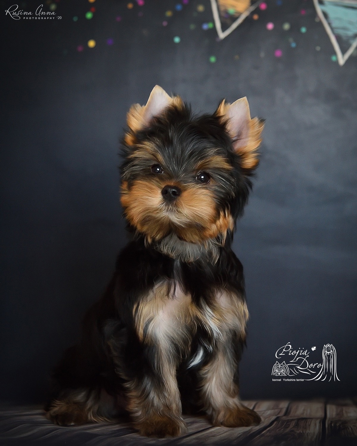  PIOJIA DORO INTERSTELLAR — Labaza DogPedigree YorkshireTerrier