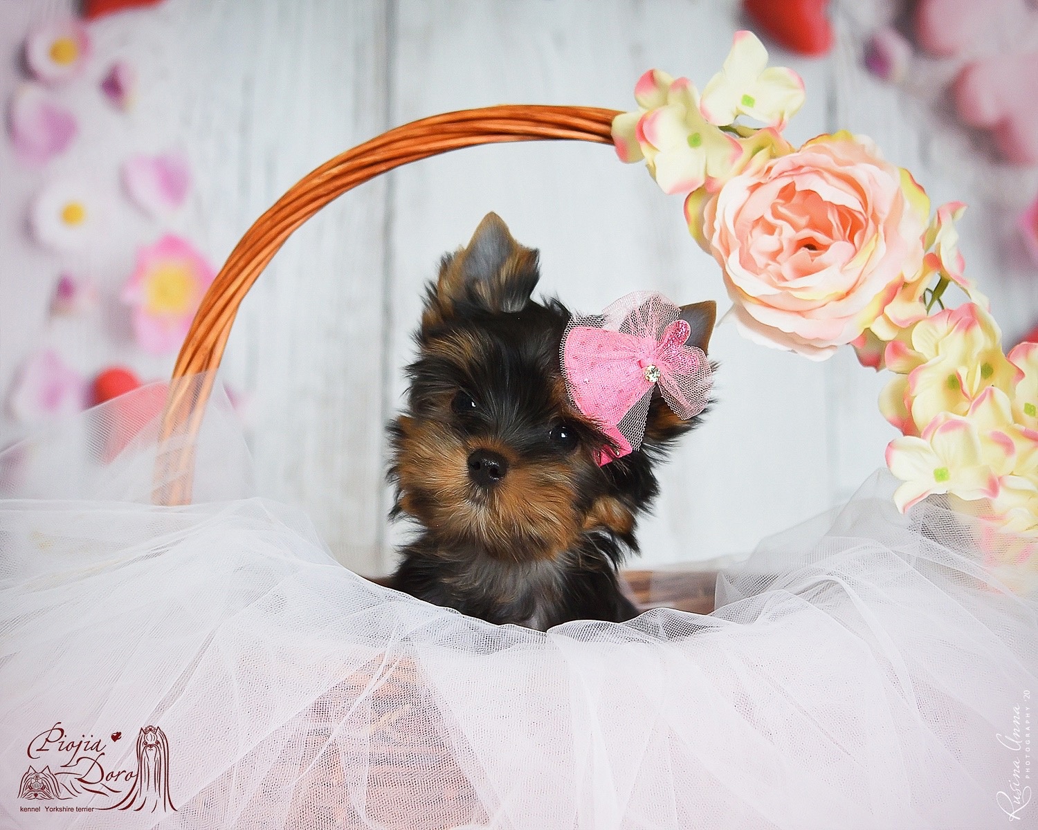 PIOJIA DORO PIOJIA DORO IMIRA MY BABY — Labaza DogPedigree YorkshireTerrier