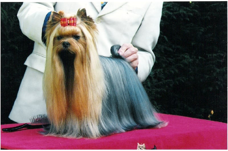  DURRER'S HIGH FLYER — Labaza DogPedigree YorkshireTerrier