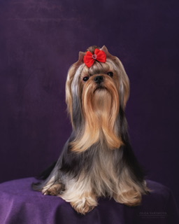  BONNIE WRIGHT MANCERA COCO VANILLE — Labaza DogPedigree YorkshireTerrier