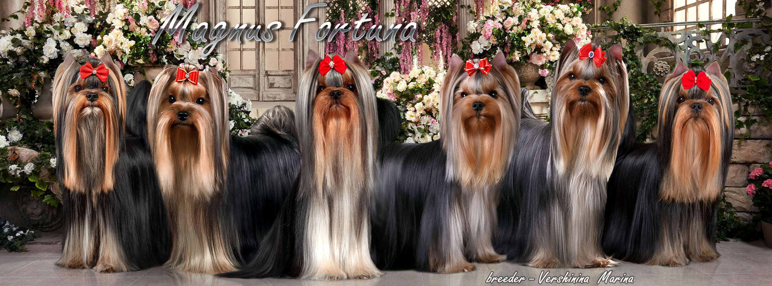 MAGNUS FORTUNA — Labaza DogPedigree YorkshireTerrier