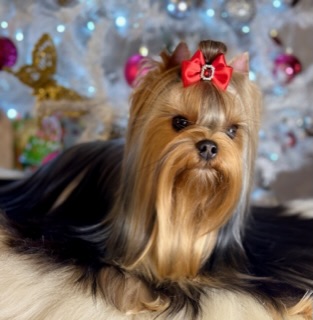  BONNIE WRIGHT NOEMI GOLDEN DIVA — Labaza DogPedigree YorkshireTerrier