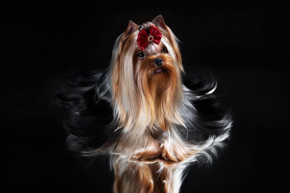  BONNIE WRIGHT ZINAT AMAN — Labaza DogPedigree YorkshireTerrier