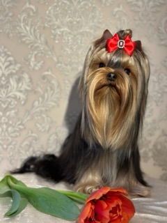  BONNIE WRIGHT PABLITA KREA — Labaza DogPedigree YorkshireTerrier