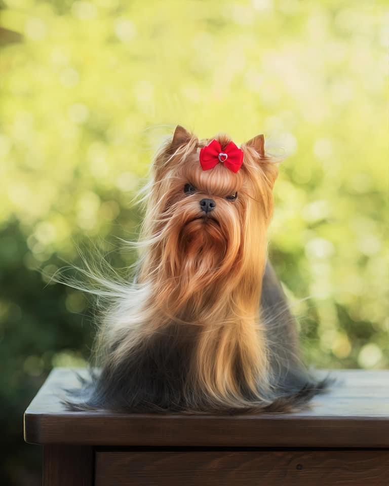 BONNIE WRIGHT MORE-HUANA TEONIYA TAYDEL AR MARETTO — Labaza DogPedigree YorkshireTerrier