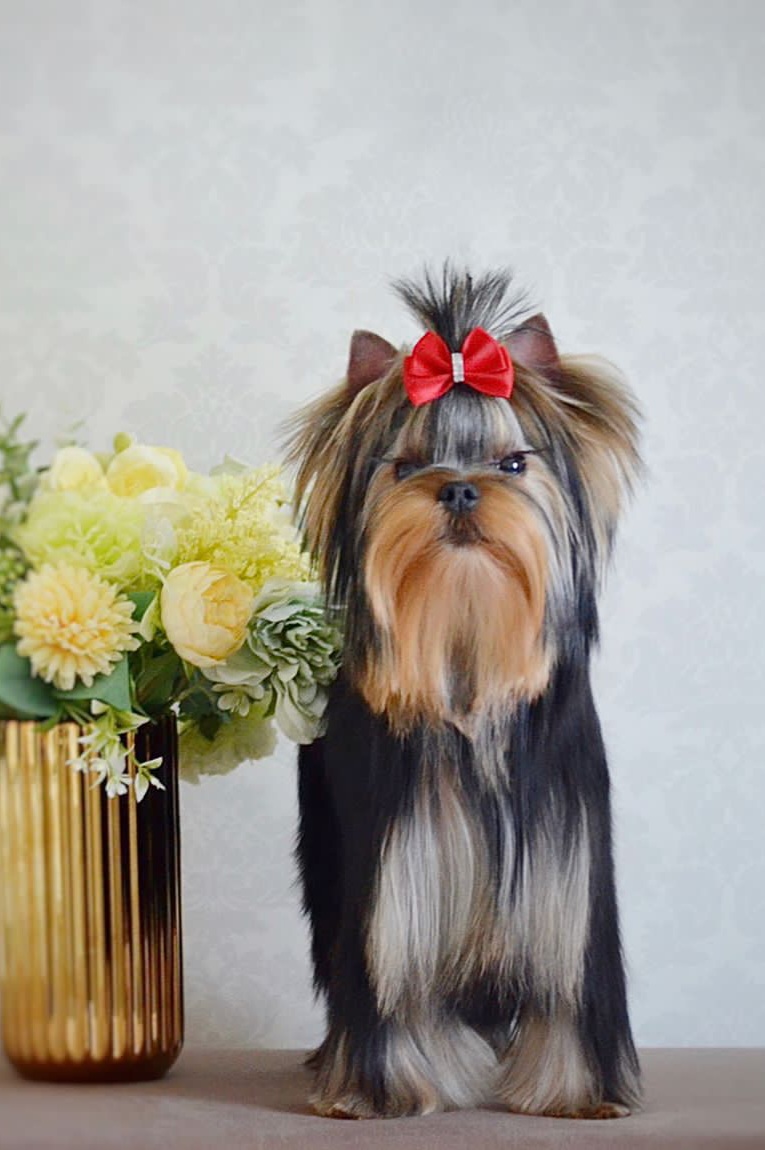 Wellary Russian Beauty — Labaza DogPedigree YorkshireTerrier