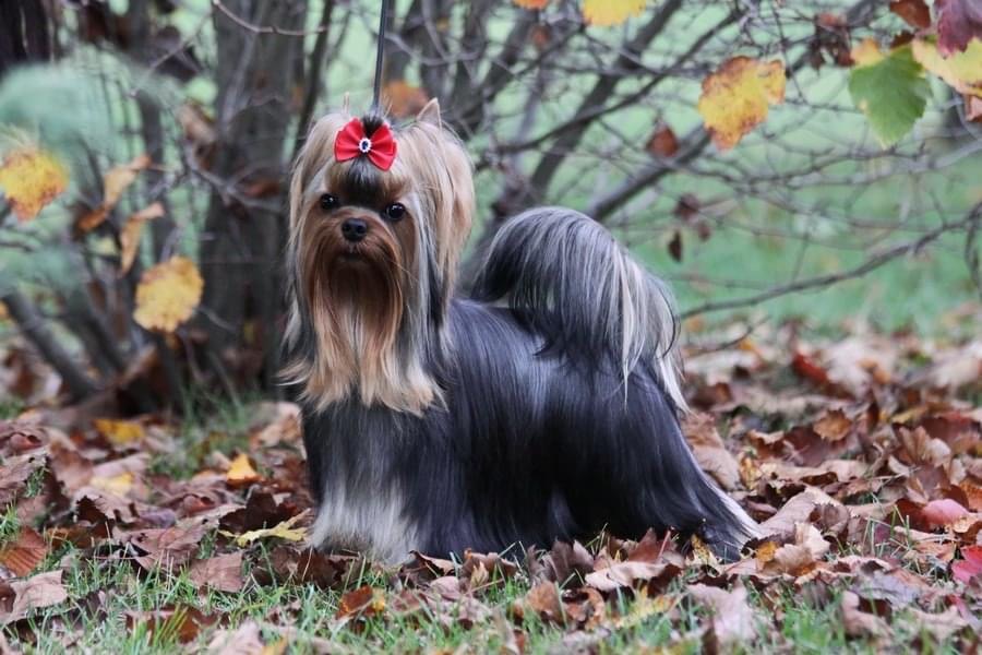  Alter Ego Solar City — Labaza DogPedigree YorkshireTerrier