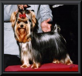 DE L'ADOUR LITTLE BIG MAN DU GUÉ DE L'ADOUR — Labaza DogPedigree YorkshireTerrier